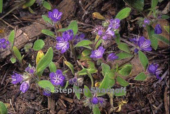 phacelia eisenii 1 graphic